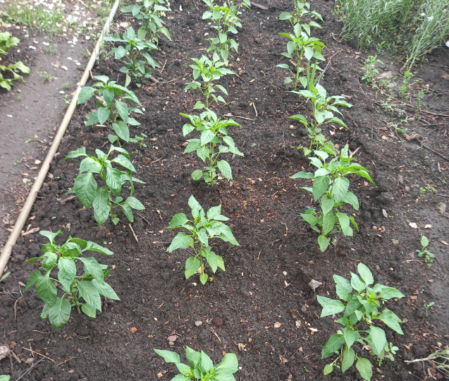 В прошлом году 3 мая были вот такие перчики в ОГ, а сейчас они такие только 6 июня. 