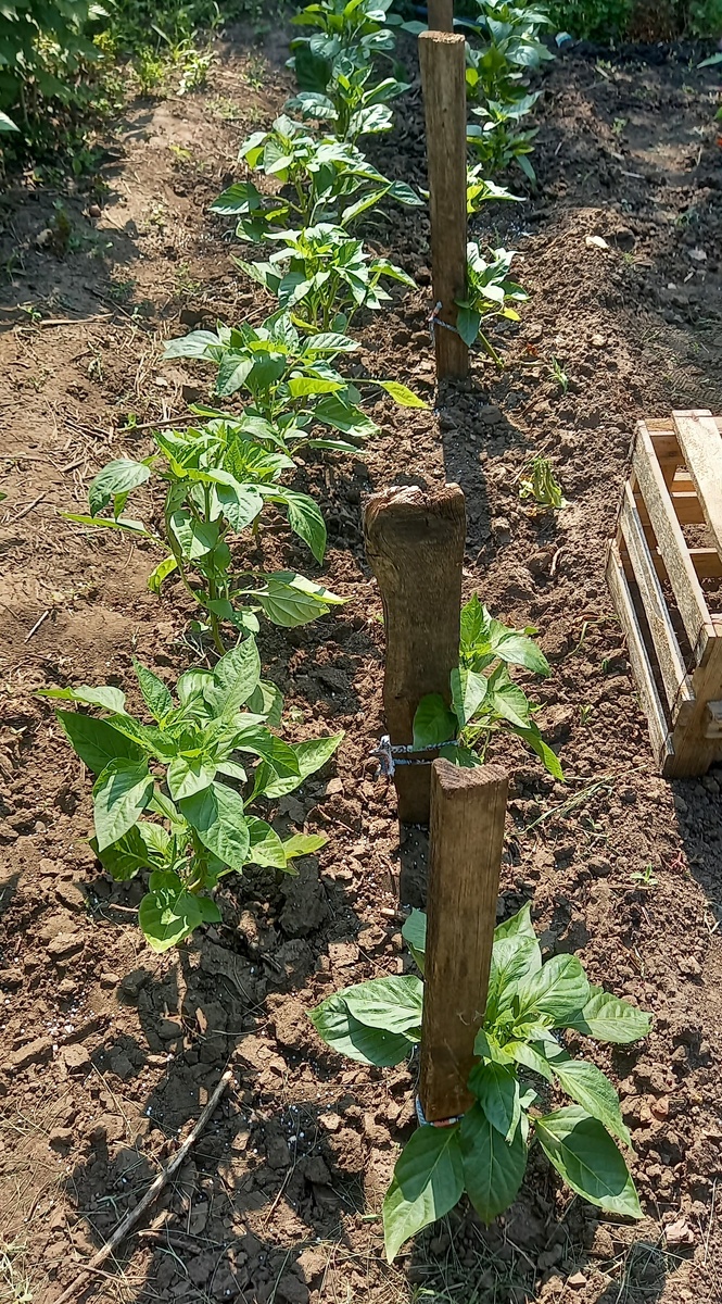 Состояние перцев на 6 июня: 2 пропали совсем, трем уже нужны подпорки - перекосило их как-то, остальные едва-едва начали "просыпаться"
