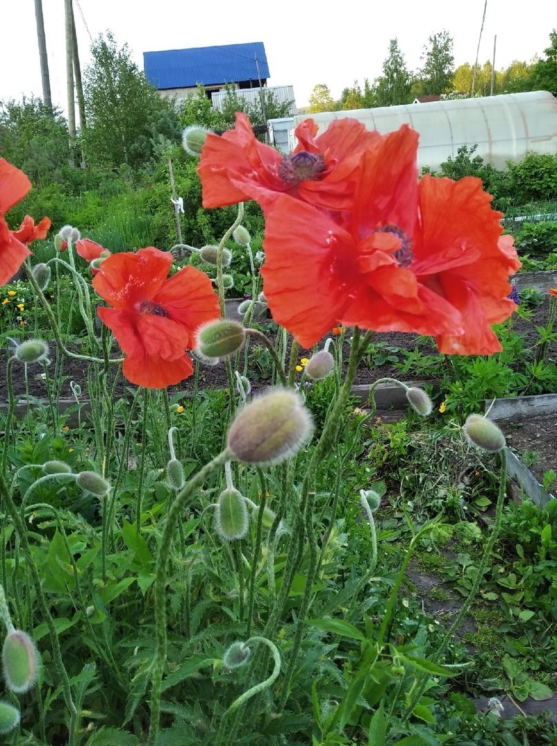 Это прошлогодняя фотография. Почему-то нынче они чахлые и не такие яркие. От жара и суши, наверное.