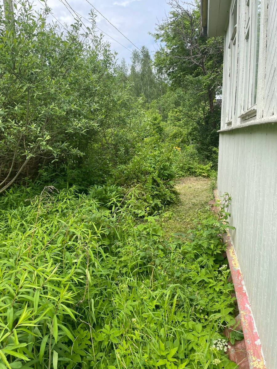 Золотарник