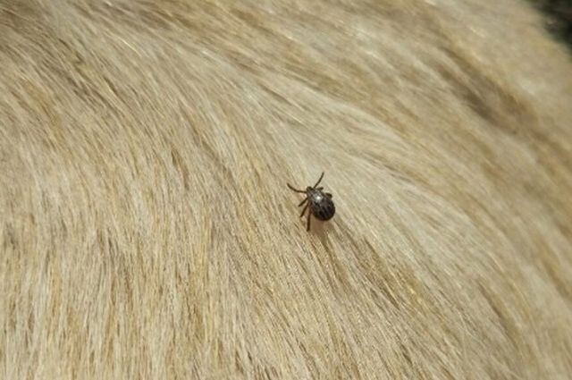 Поможет ли смартфон найти клеща у питомца?