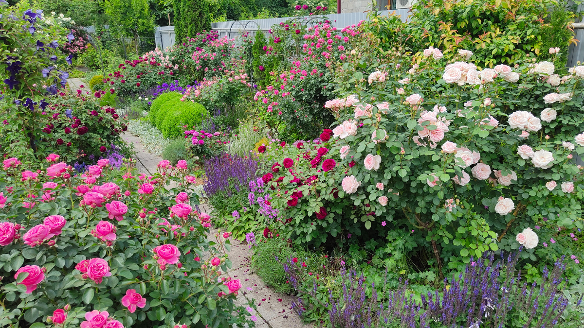 Фото от 31.05.2024 года.