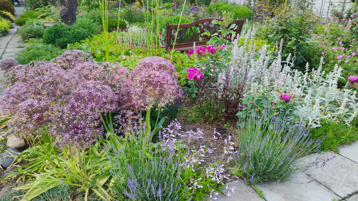 10.06.2025 г. Луки Кристофа уже отцветают и завязывают семена.