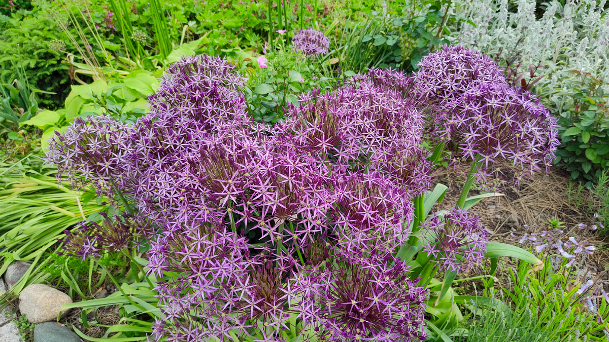 01.06.2025 г. Цветет лук Кристофа.