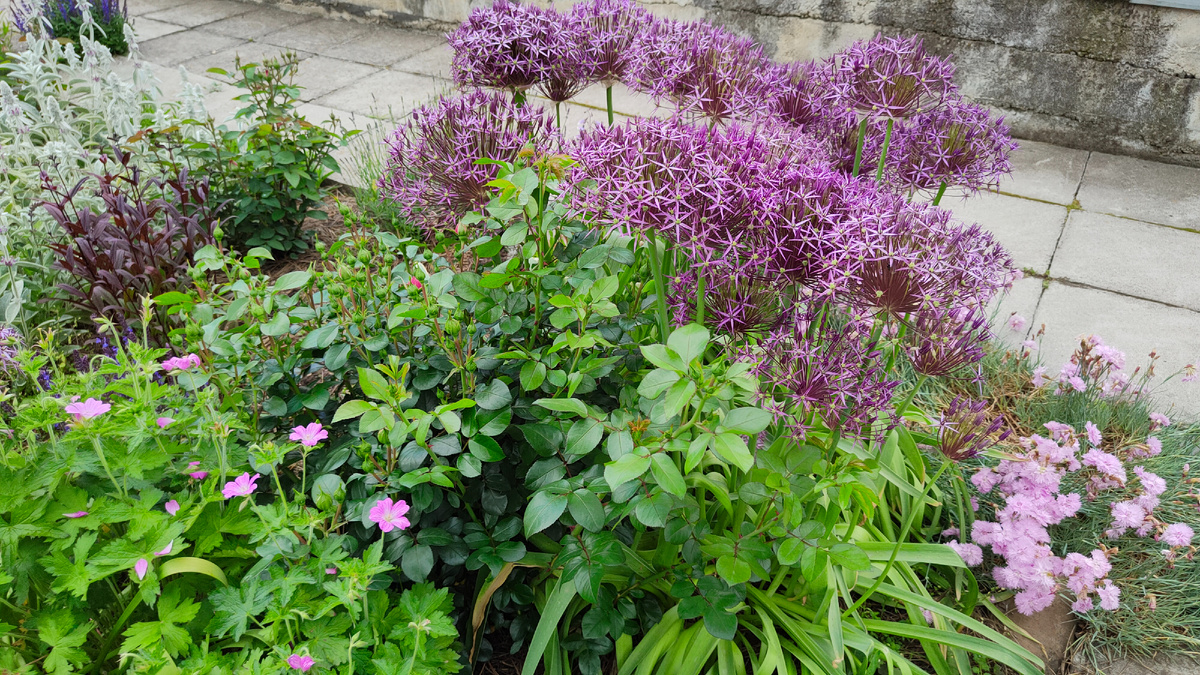 01.06.2025 г. Роза спряталась за огромными головками луков.