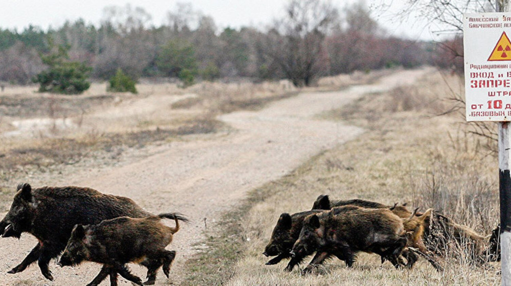    Чернобыльский ПАРАДОКС кабана раскрыт спустя 38 лет
