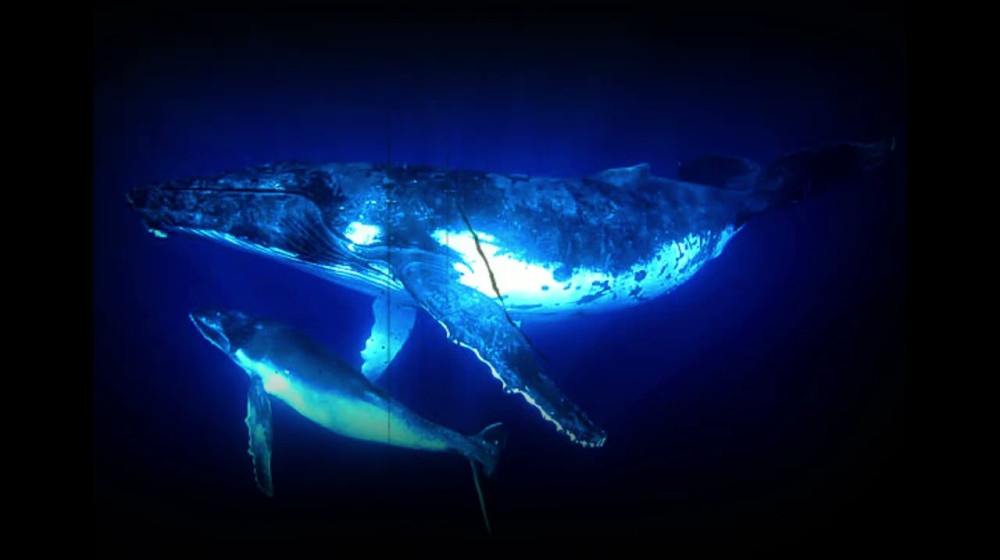    Киты научились говорить по-человечески и вот что они хотят нам сказать