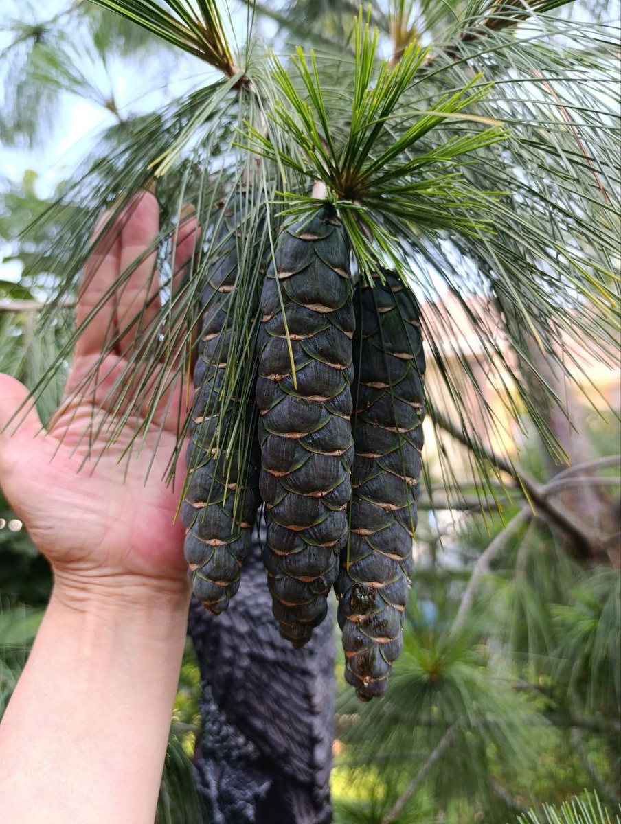 Вот это шишки!