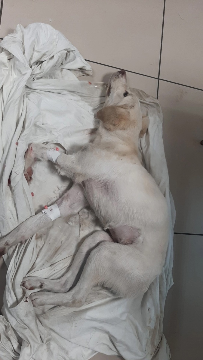 Малышка была еле живая