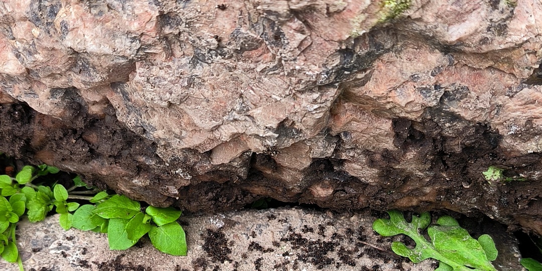 Самое эффективное средство от муравьев!