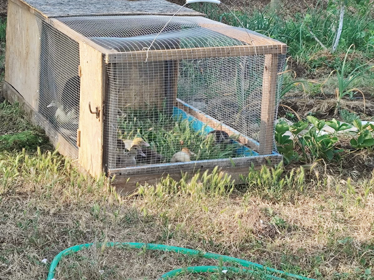 Как вожделенно она на клубничные листики смотрят...