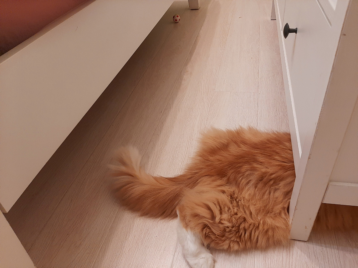 Лиса выгуливает дома свою вторую половину. Первая половина тем временем занята добычей мяча из-под комода.