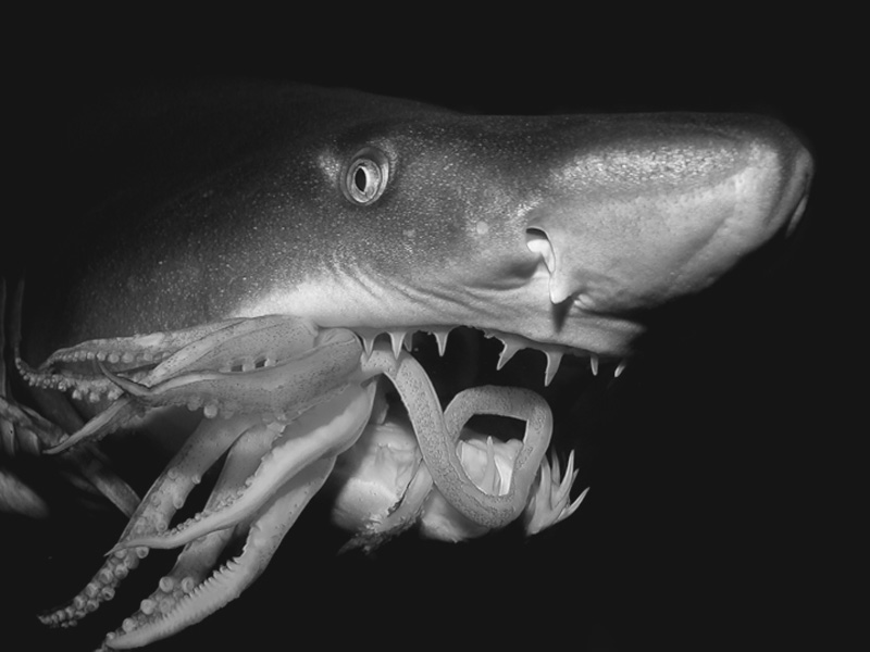 Акула и каракатица(два в одном) яндекс-картинки. листаем