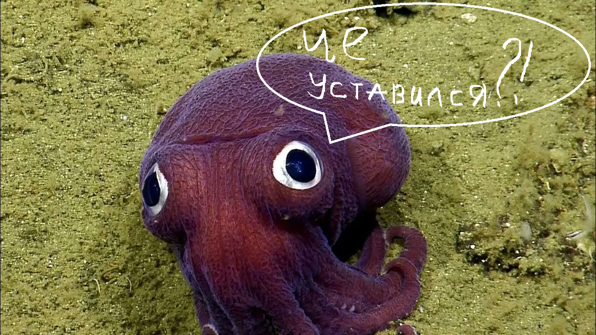 каракатица