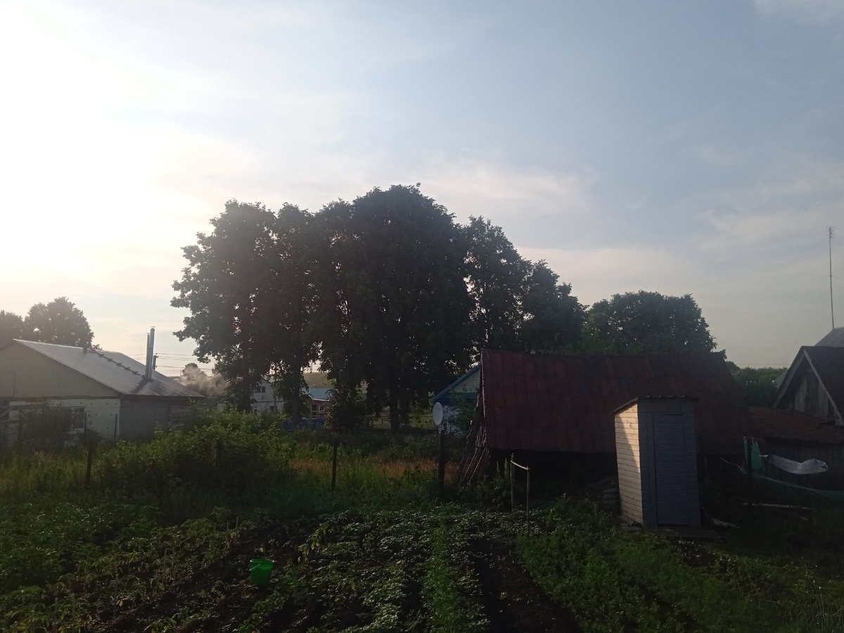 Вот здесь у них база. Три старые липы, а на них - гнёзда. Похоже - очень много гнёзд. 