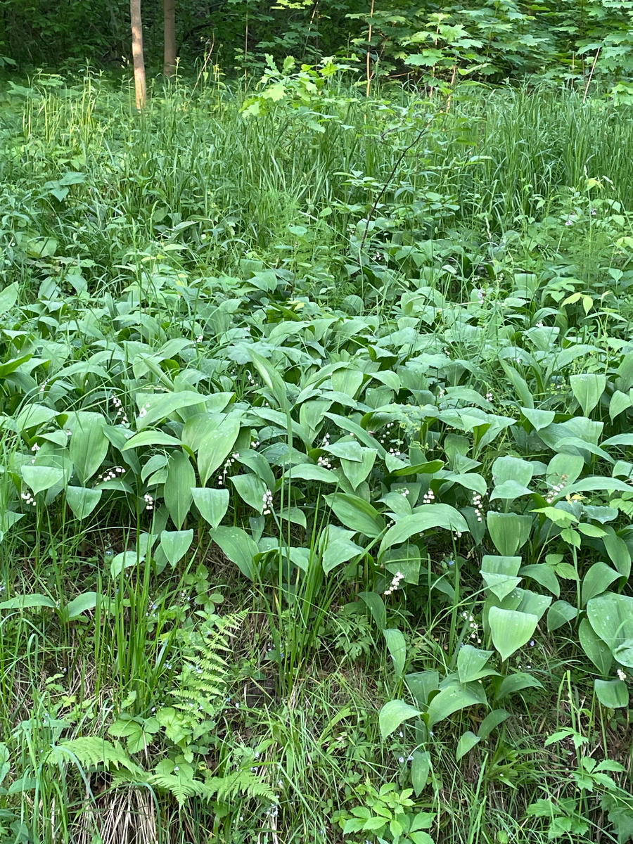 Ландыши в Удельном парке.