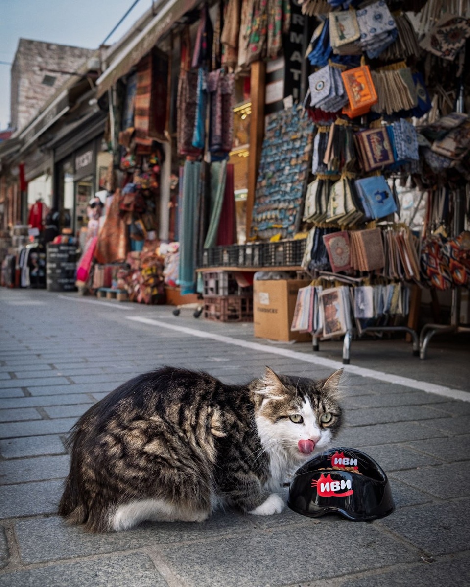 ИВИ накормил уличных котов Стамбула