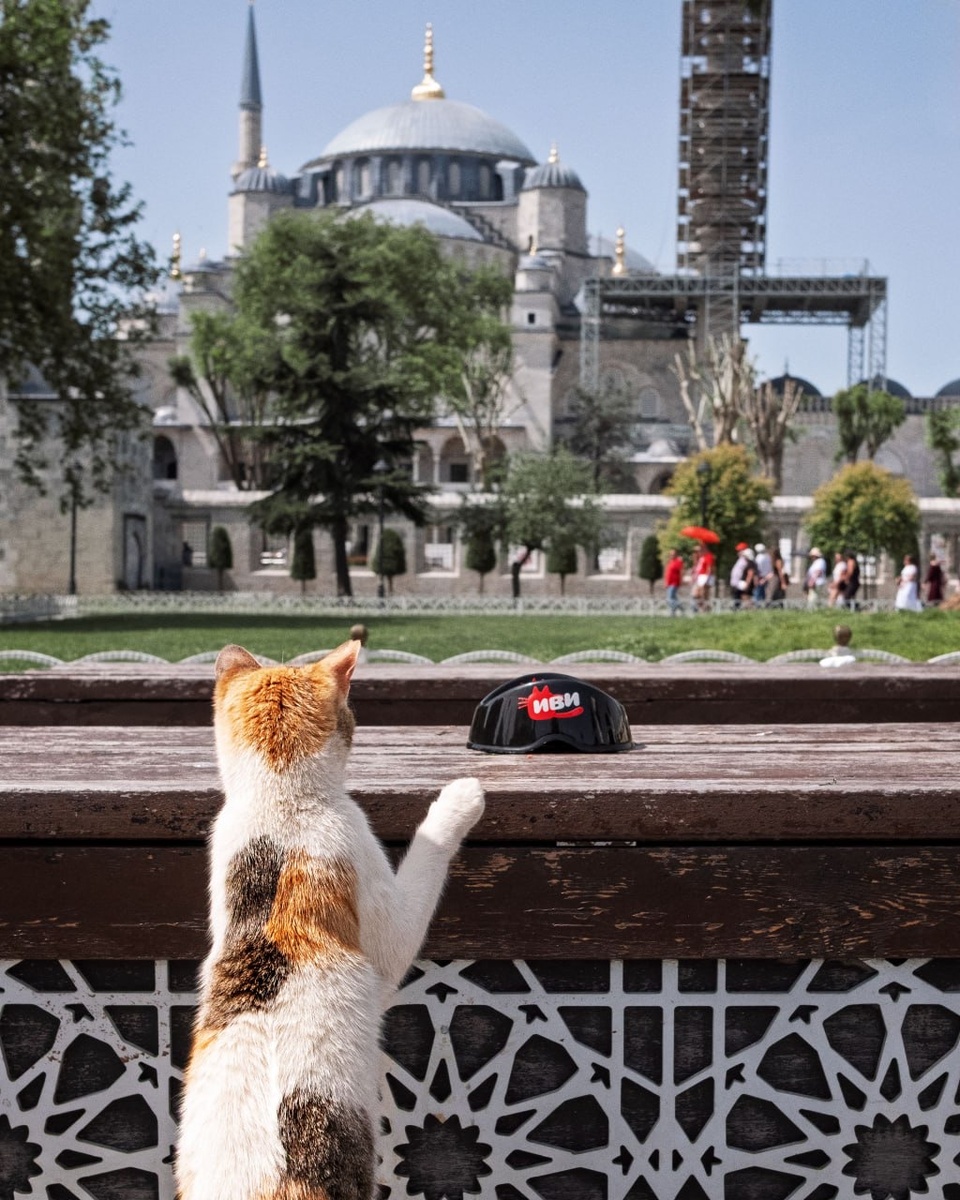 ИВИ накормил уличных котов Стамбула