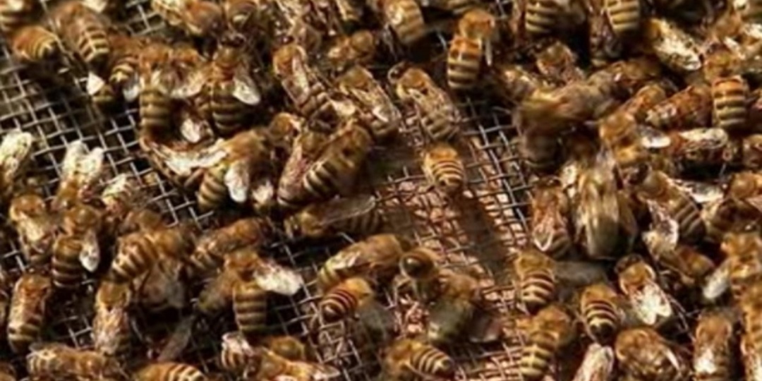 29 тысяч пчелиных семей ожидают маркировки в Курской области