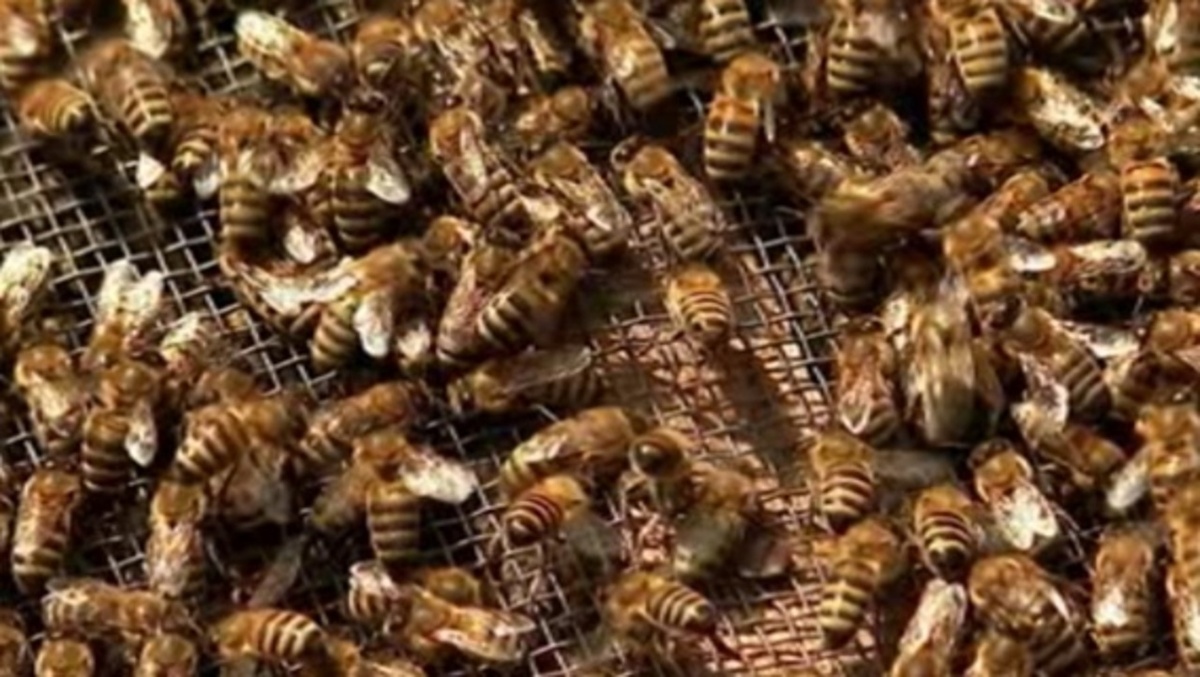    29 тысяч пчелиных семей ожидают маркировки в Курской области