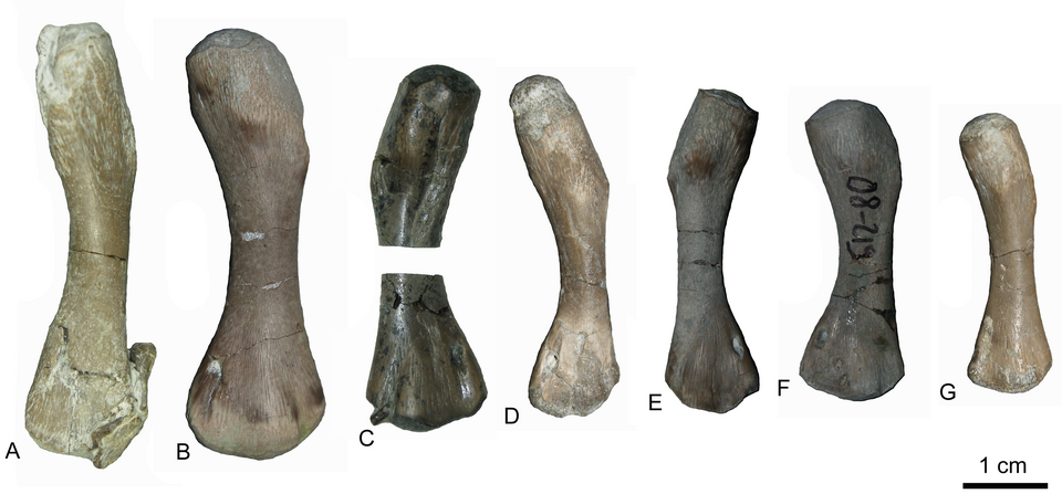 Плечевая кость A.heterodontus.