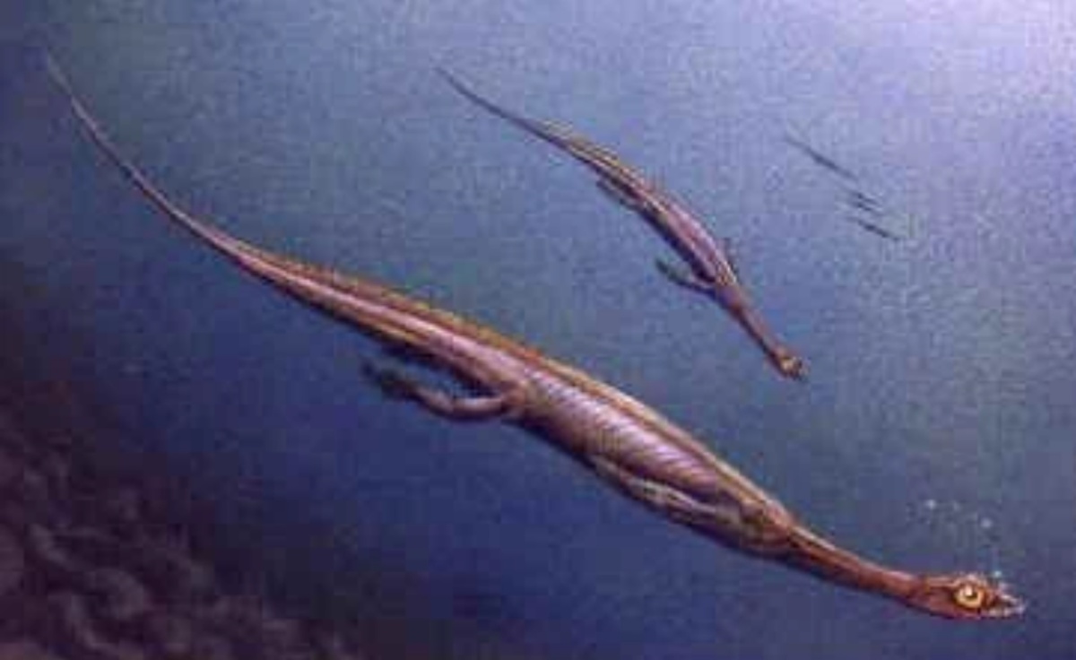 Пахиплеврозавриды плавают. Очень шакальное изображение.