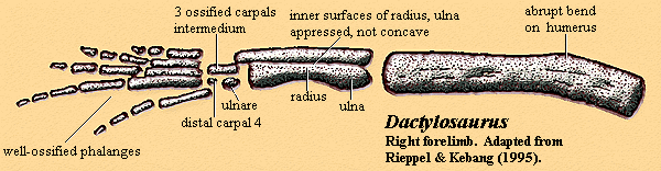 Рука дактилозавра.