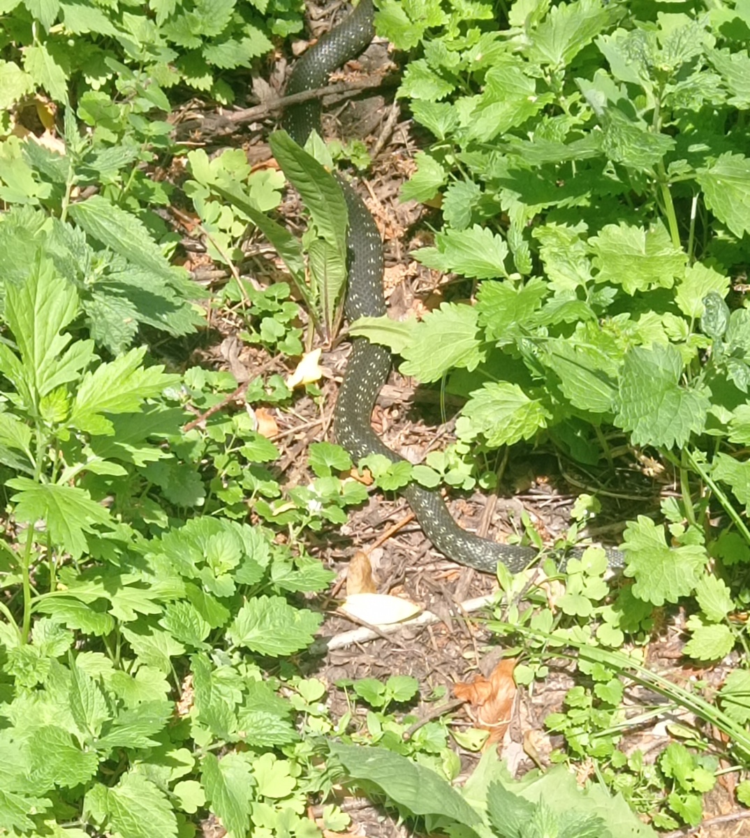 Гадюка обыкновенная