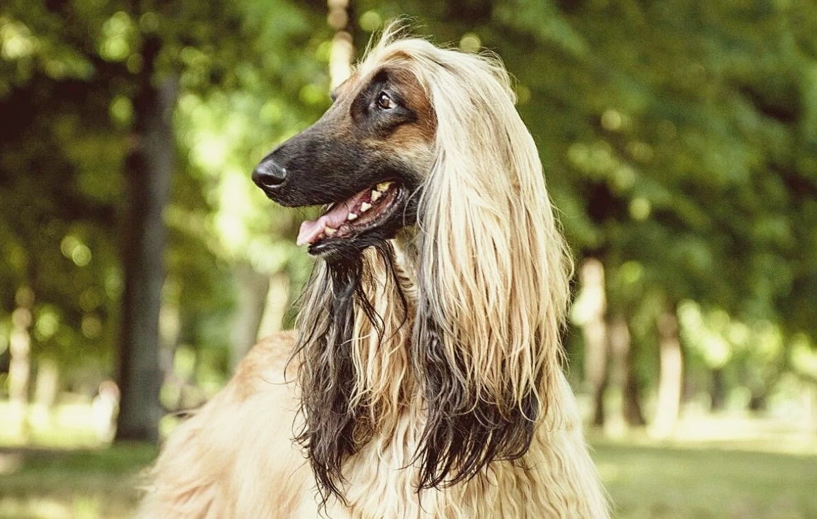 Афганская борзая