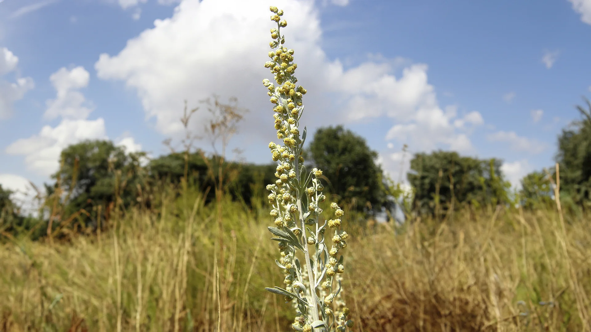 Источник: wikimedia