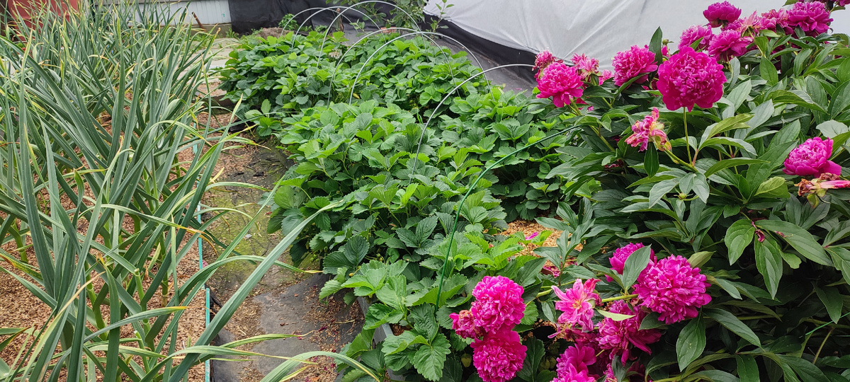 Вот такой  был "клубничный лес"  до того как до грядки добрались мои очумелые ручки 😁