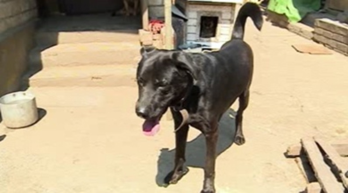    Зверюшки детям не игрушки: в наши дни собак все чаще используют как модный аксессуар