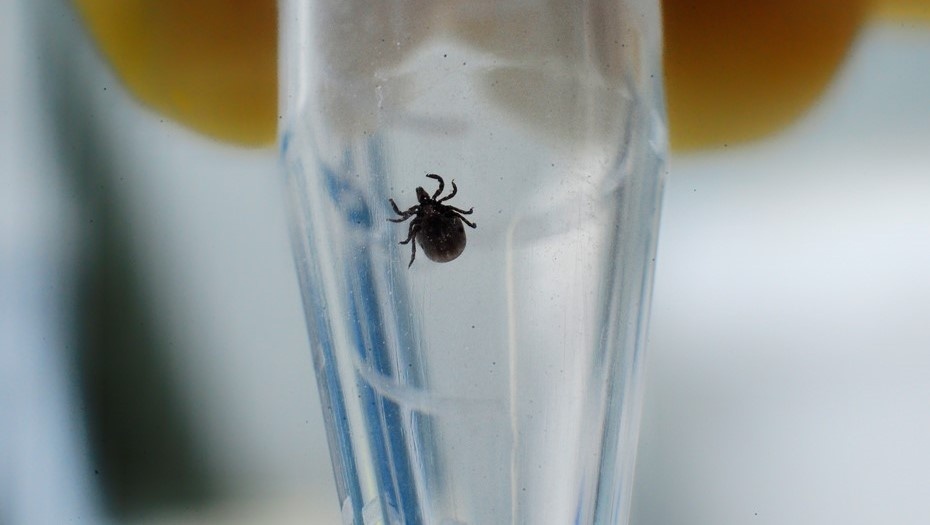    Исследование клещей на наличие антигена вируса клещевого энцефалита в лаборатории. Автор фото: Юрий Смитюк / ИТАР-ТАСС