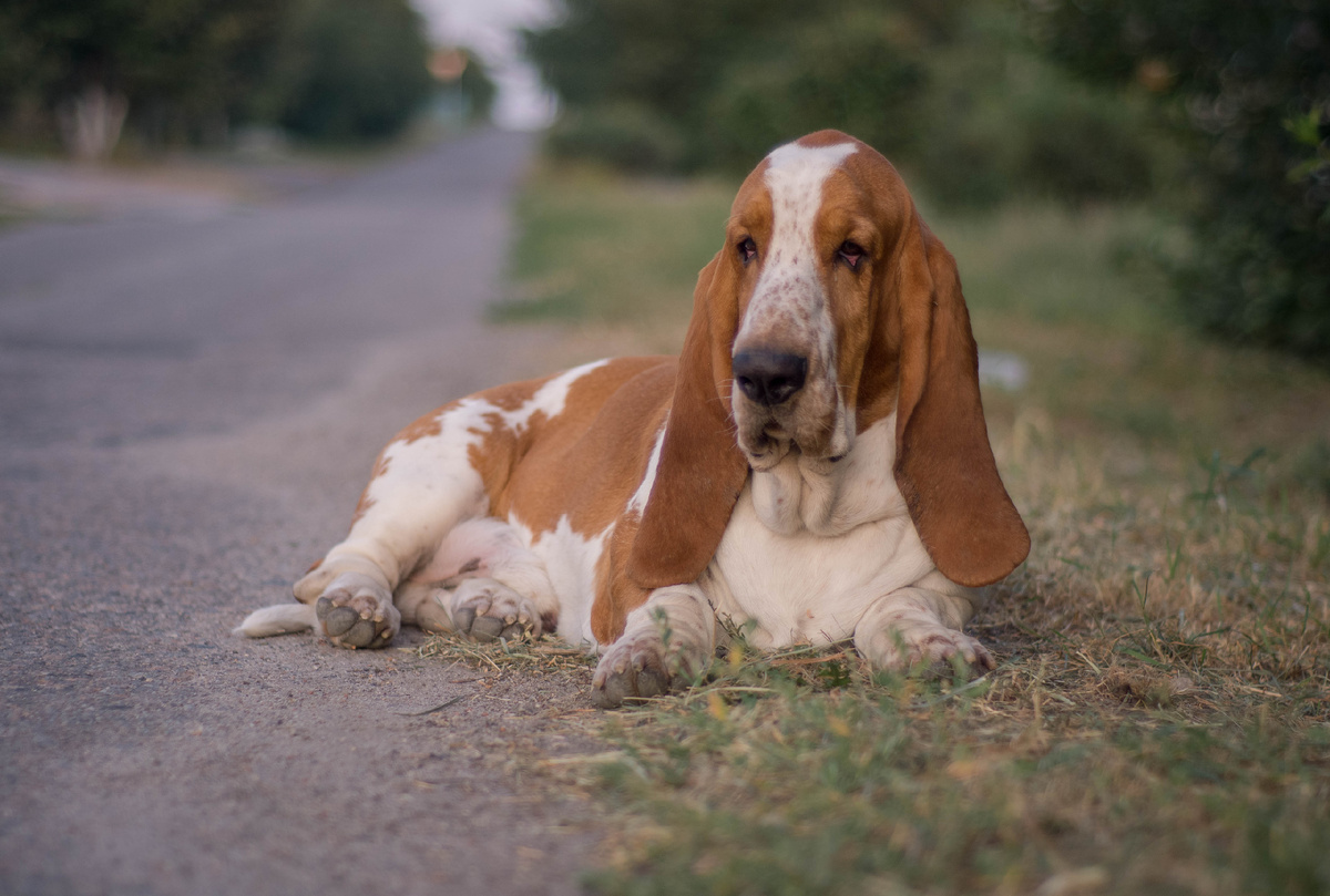 Фотография из архива Питомника. Макарик (Макарон).