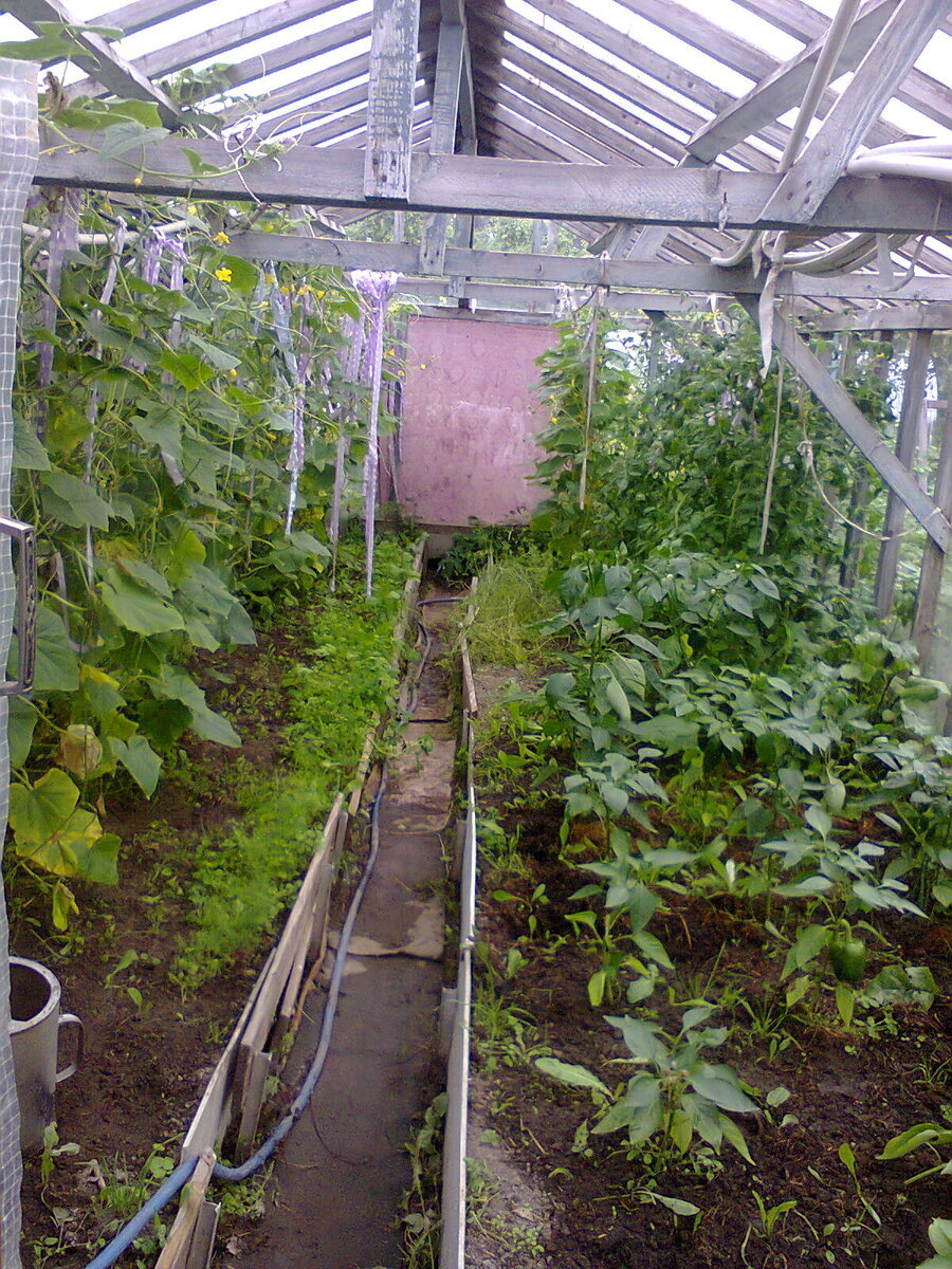 август 2015 год, посадки не мои