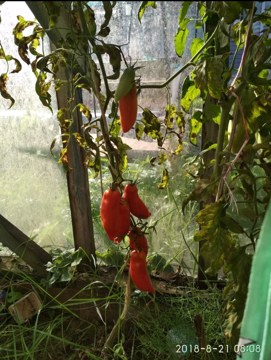 фото 21 августа 2018 год. Сорт Перцевидный гигант