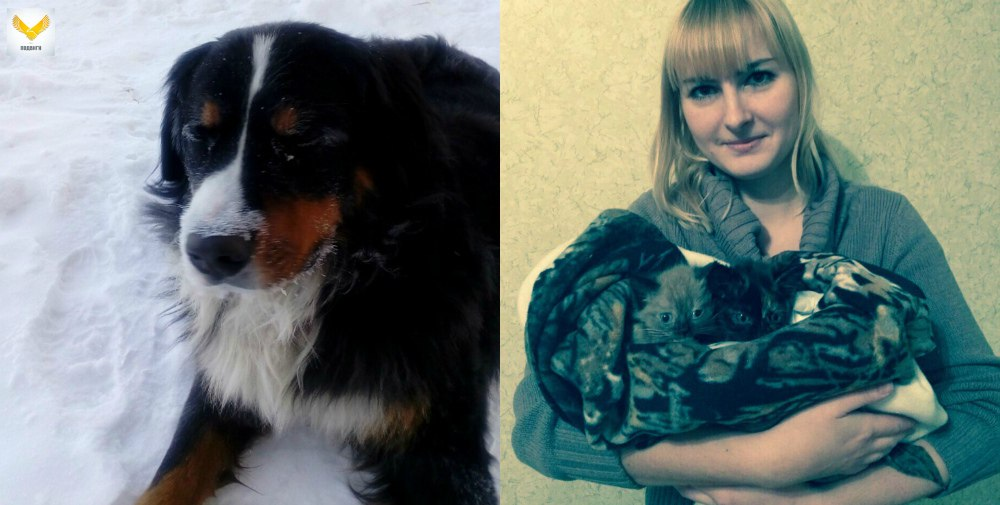 В Омске пёс по кличке Ватсон спас из сугроба замерзающих котят