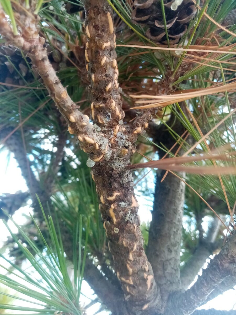 Такие ветви необходимо удалять, как бы не было жалко.