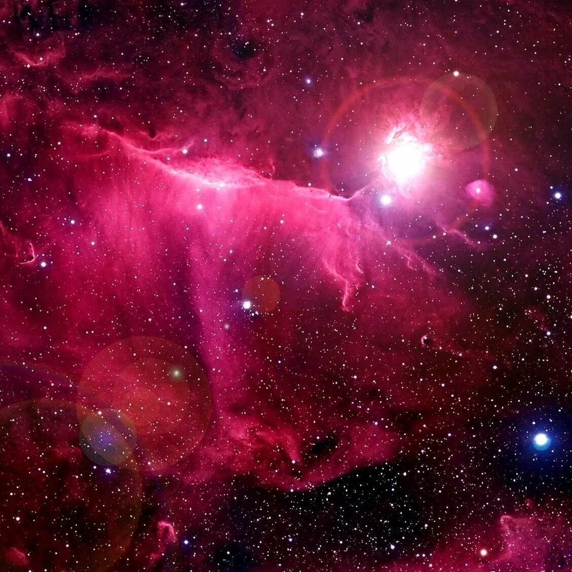 Розовый космос