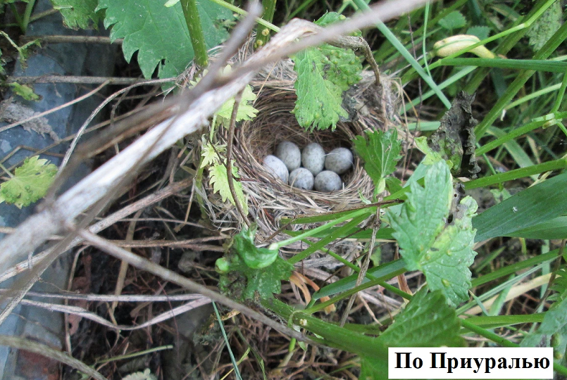 Птенцов жалко