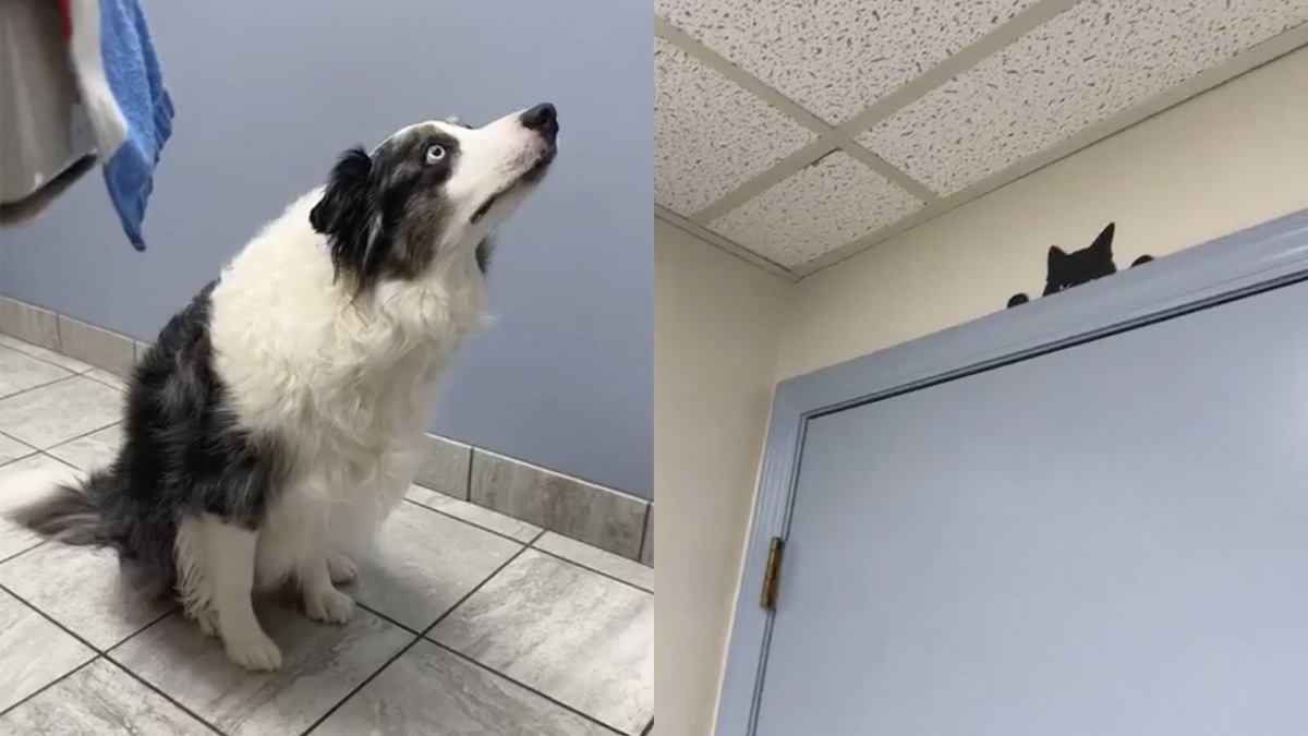    Собака смотрит на наклейку в виде кошки