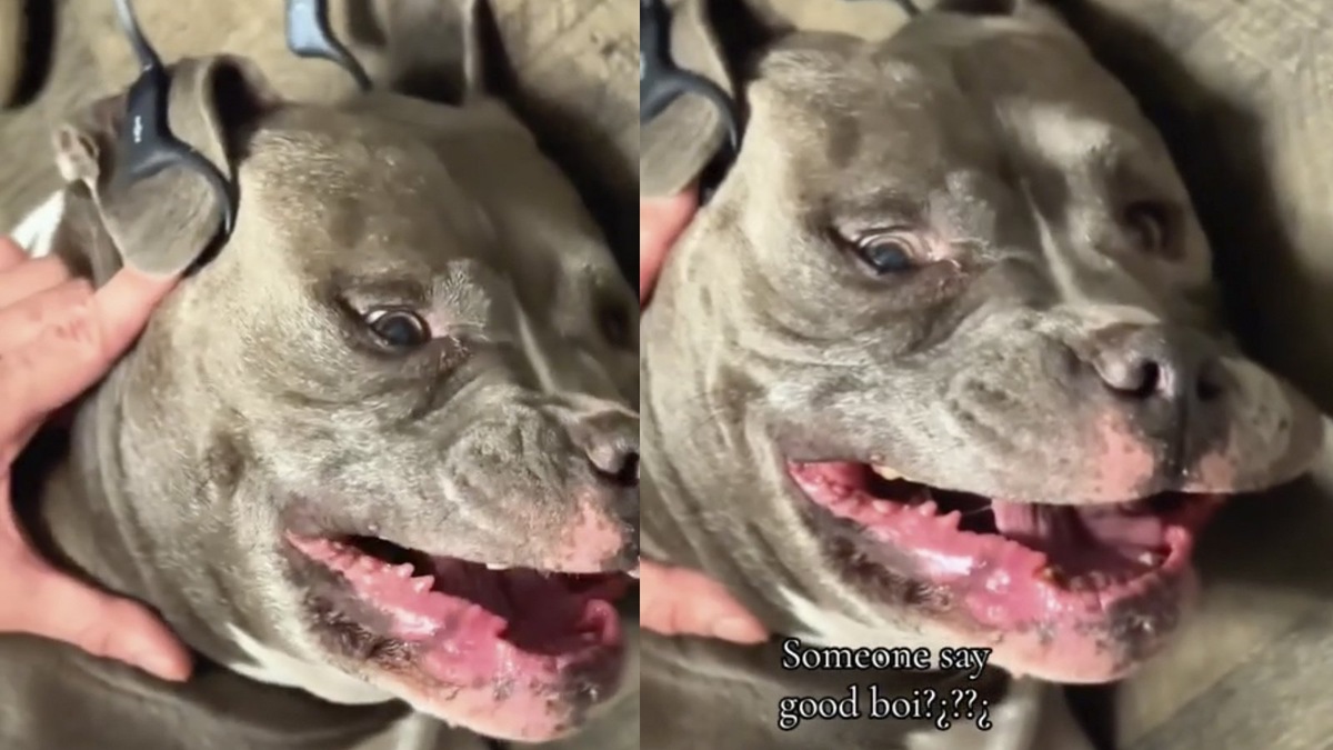    Глухой пожилой пес снова услышал, что он хороший мальчик