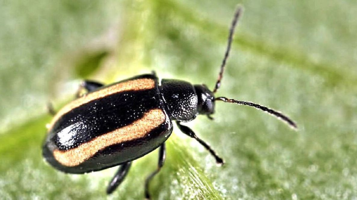 крестоцвветная блошка