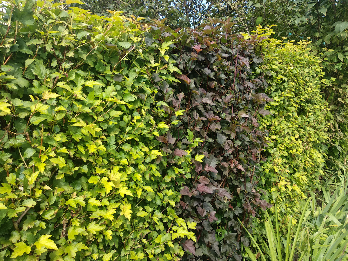 Сочетани пузыреплодников с разной окраской листьев в живой изгороди. Фото автора