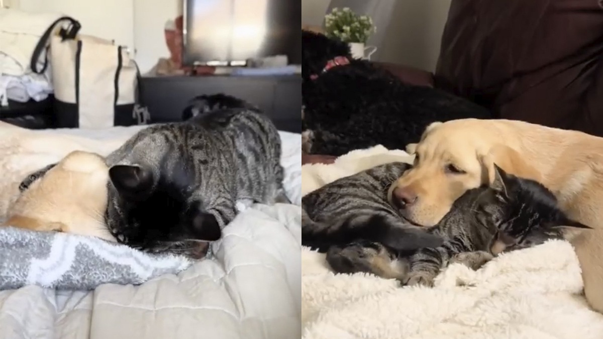    Кошка и собака лежат вместе