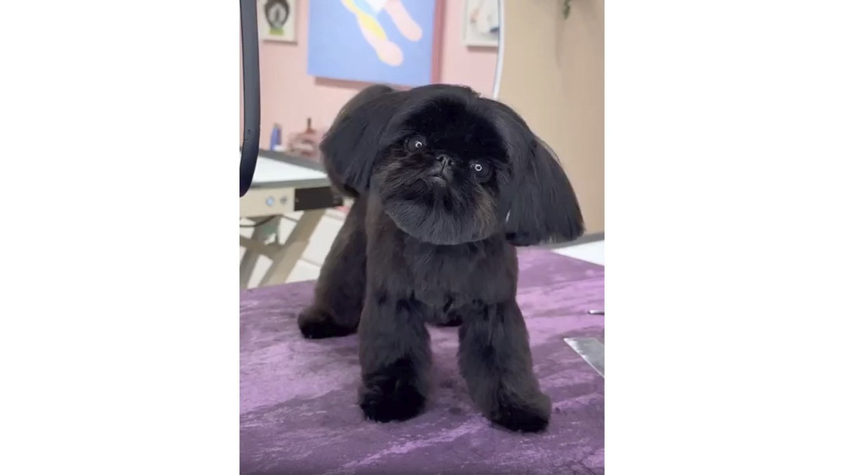    Безликий ши-тцу