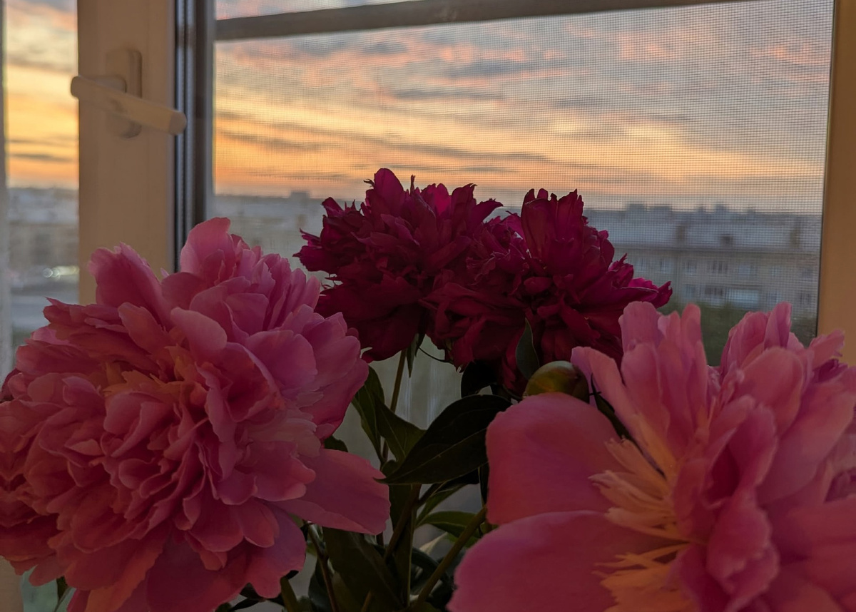 Эти шикарные пионы вырастила моя свекровь! 