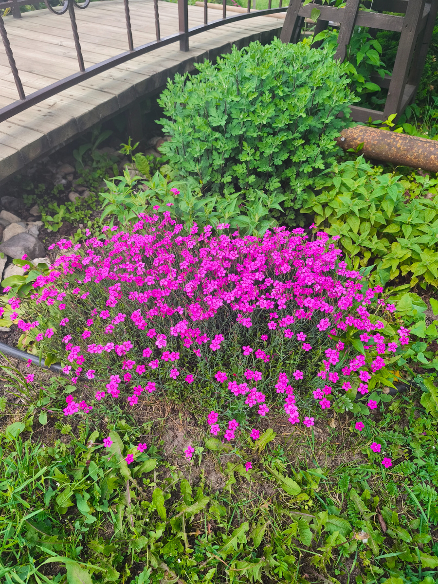 Гвоздика травянка