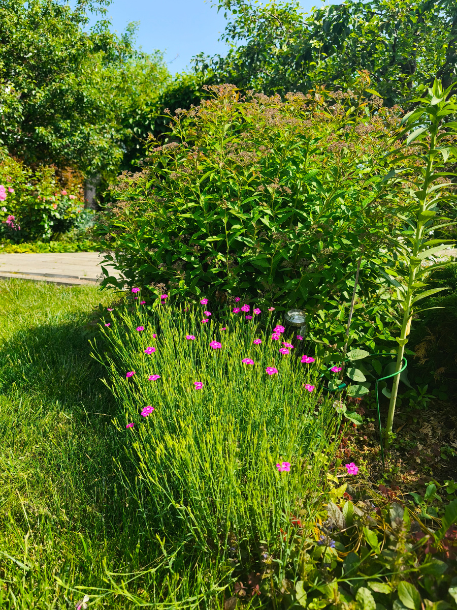 Гвоздика травянка 