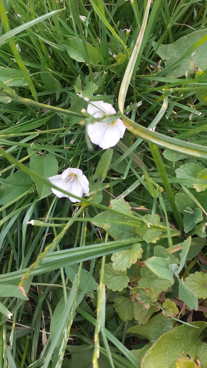 Вьюнок на газоне в Москве